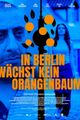 In Berlin wächst kein Orangenbaum picture