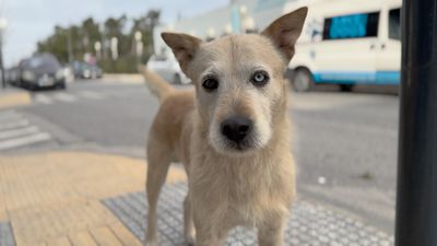 Image for Tiere suchen ein Zuhause: Glückliche Straßenhunde in Griechenland? | ARD Mediathek
