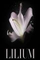 Lilium picture