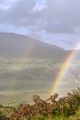 Der Dornbusch in Donegal picture