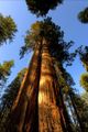 Cedar Sequoia International picture