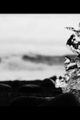 Icelandic Glacial Water picture