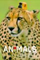"Tiere hinter der Kamera", "Aufstieg der Nazis", "Hotel Balmoral" u.v.m. picture