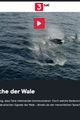 Die Sprache der Wale - Anthro Media picture